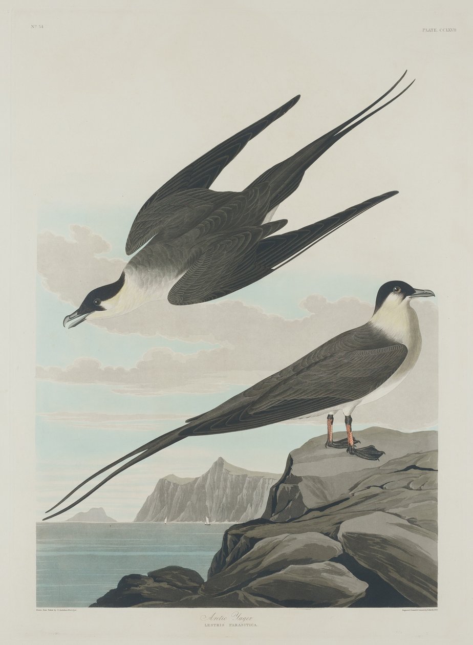 Arctische Jager door Robert Havell after John James Audubon