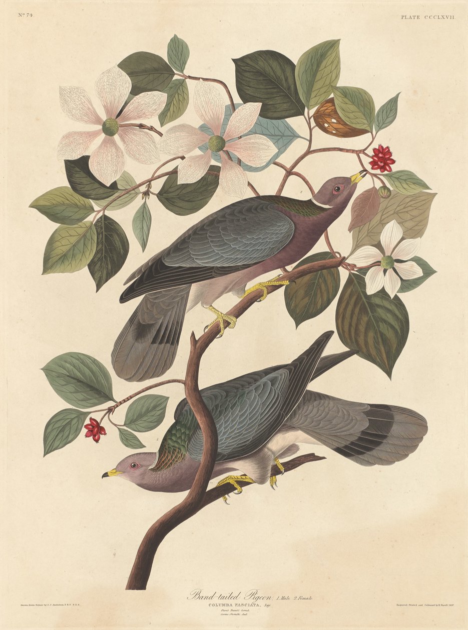 Bandstaartduif door Robert Havell after John James Audubon