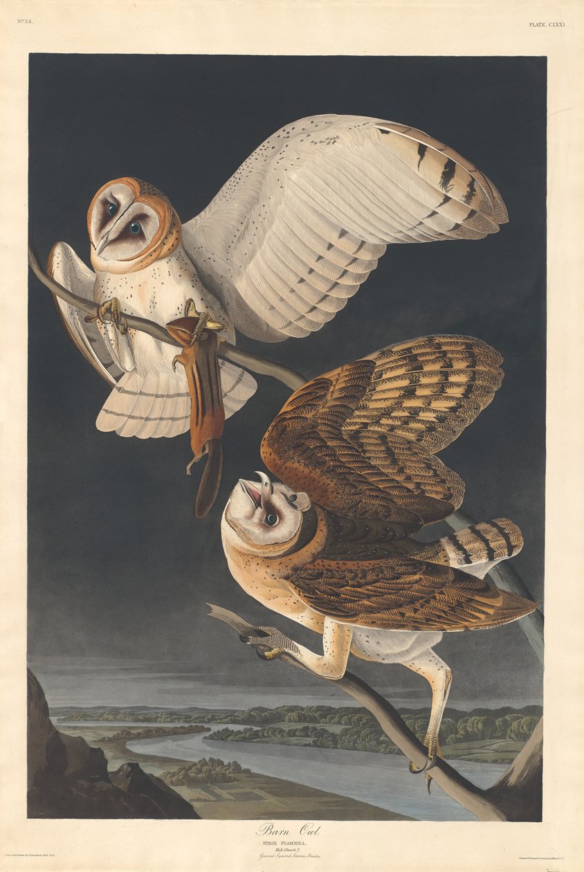 Kerkuil door Robert Havell after John James Audubon