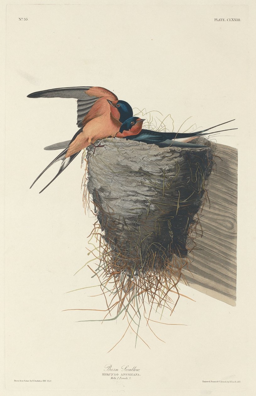 Boerenzwaluw door Robert Havell after John James Audubon