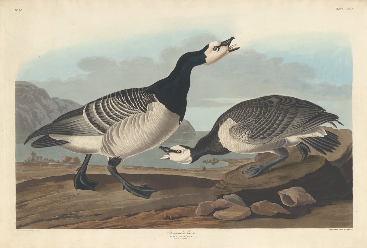 Rotgans door Robert Havell after John James Audubon