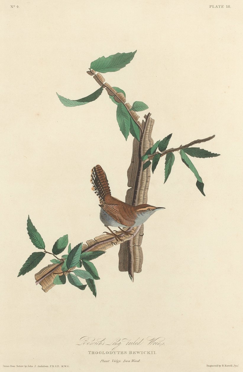 Bewick