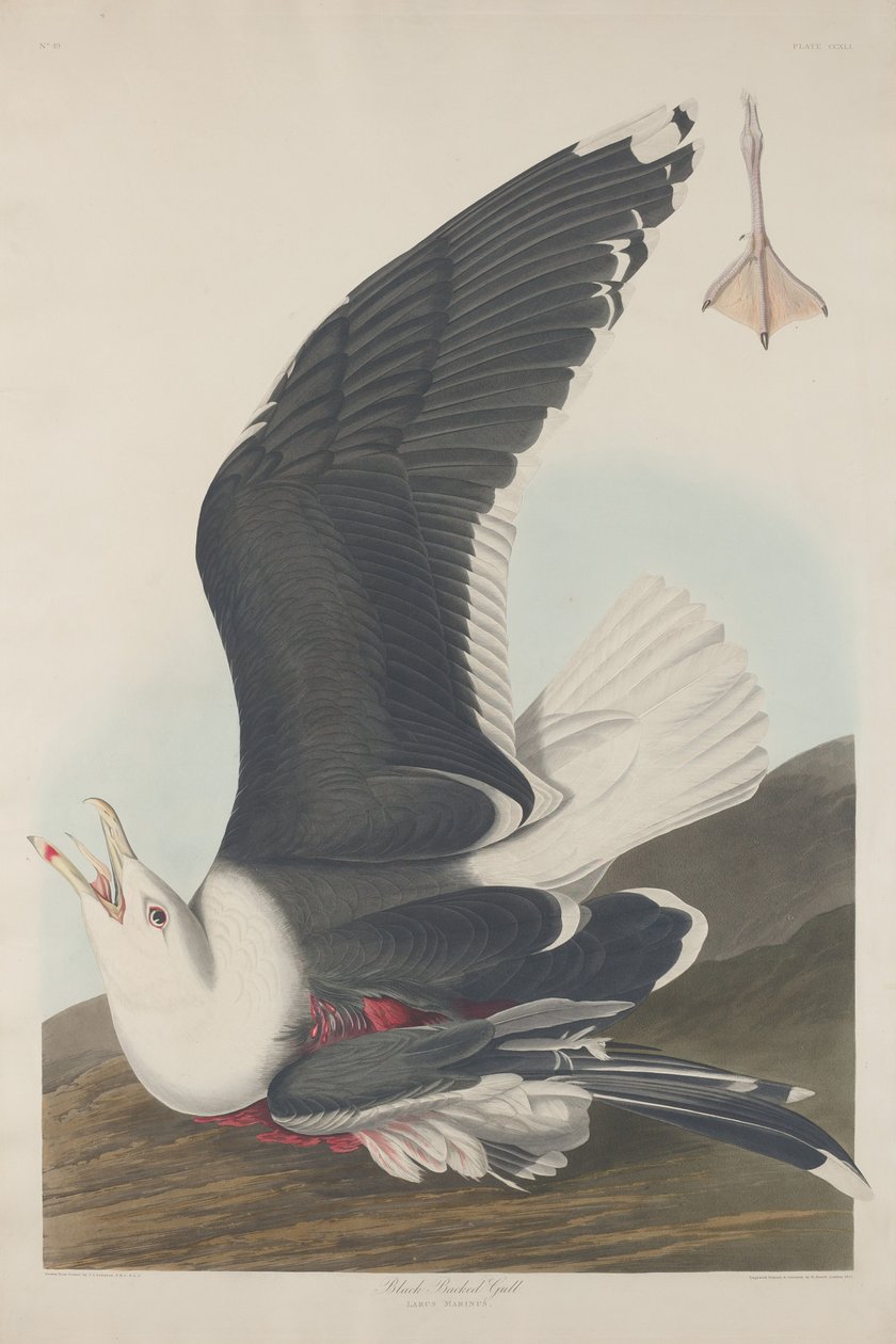 Zwartrugmeeuw door Robert Havell after John James Audubon