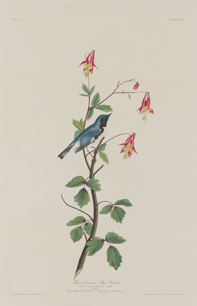 Zwartkeelblauwe zanger door Robert Havell after John James Audubon