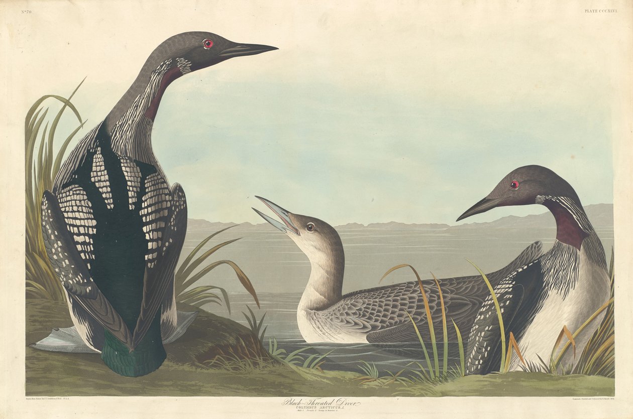 Zwartkeelduiker door Robert Havell after John James Audubon