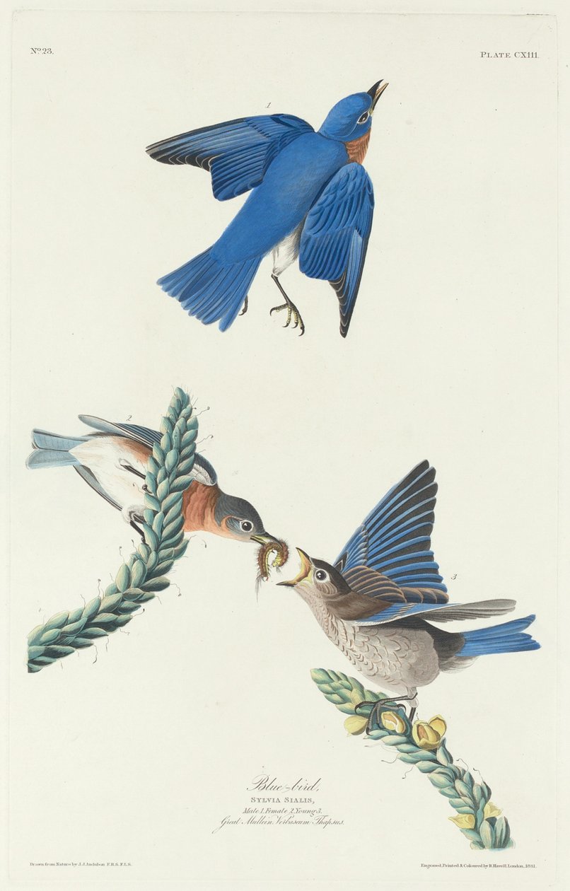 Blauwe Vogel door Robert Havell after John James Audubon