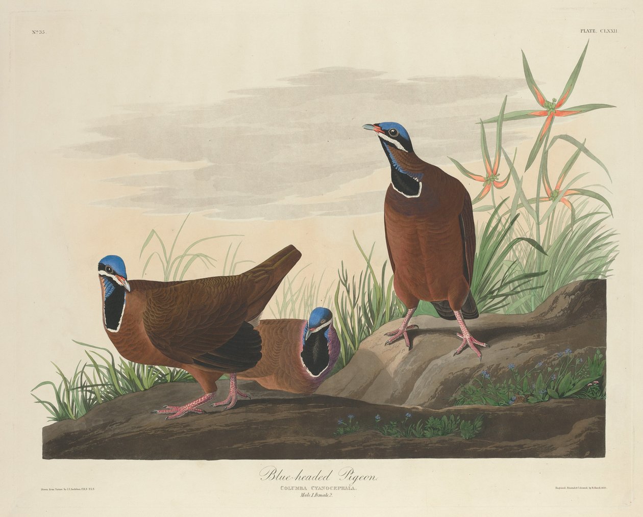 Blauwkopduif door Robert Havell after John James Audubon