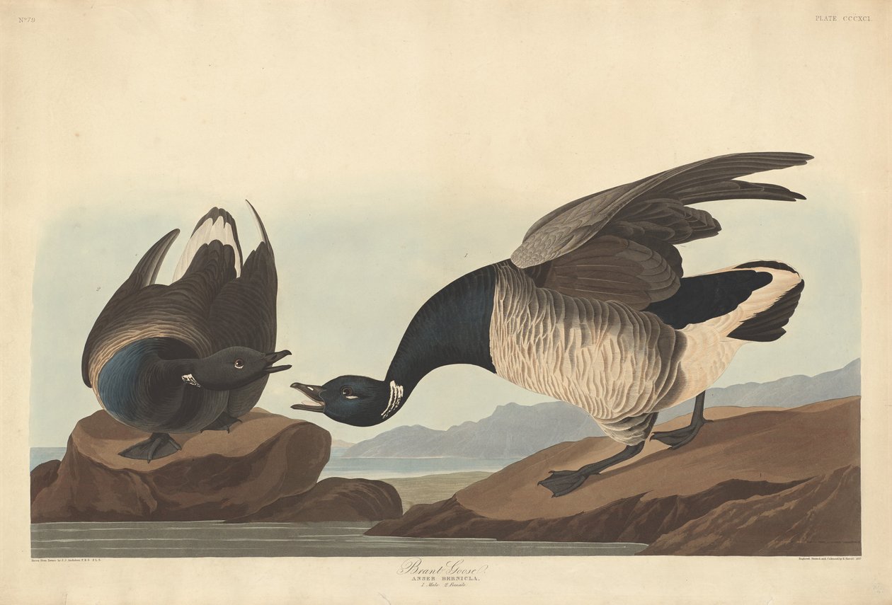 Rotgans door Robert Havell after John James Audubon
