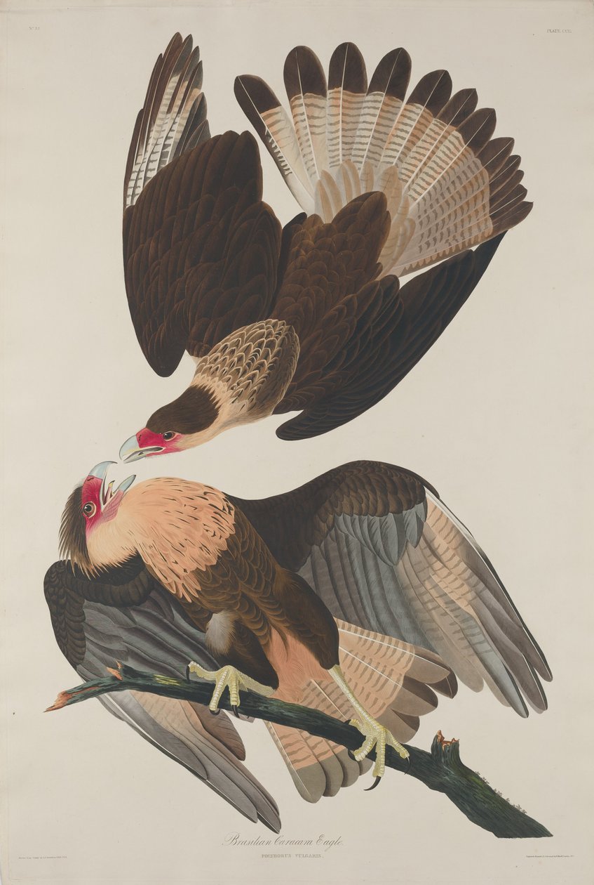 Braziliaanse Caracara Adelaar door Robert Havell after John James Audubon