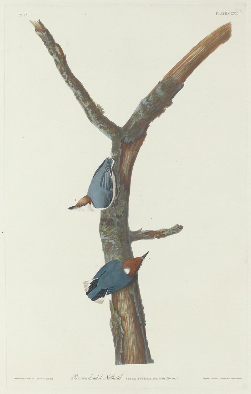 Bruinkopboomklever door Robert Havell after John James Audubon