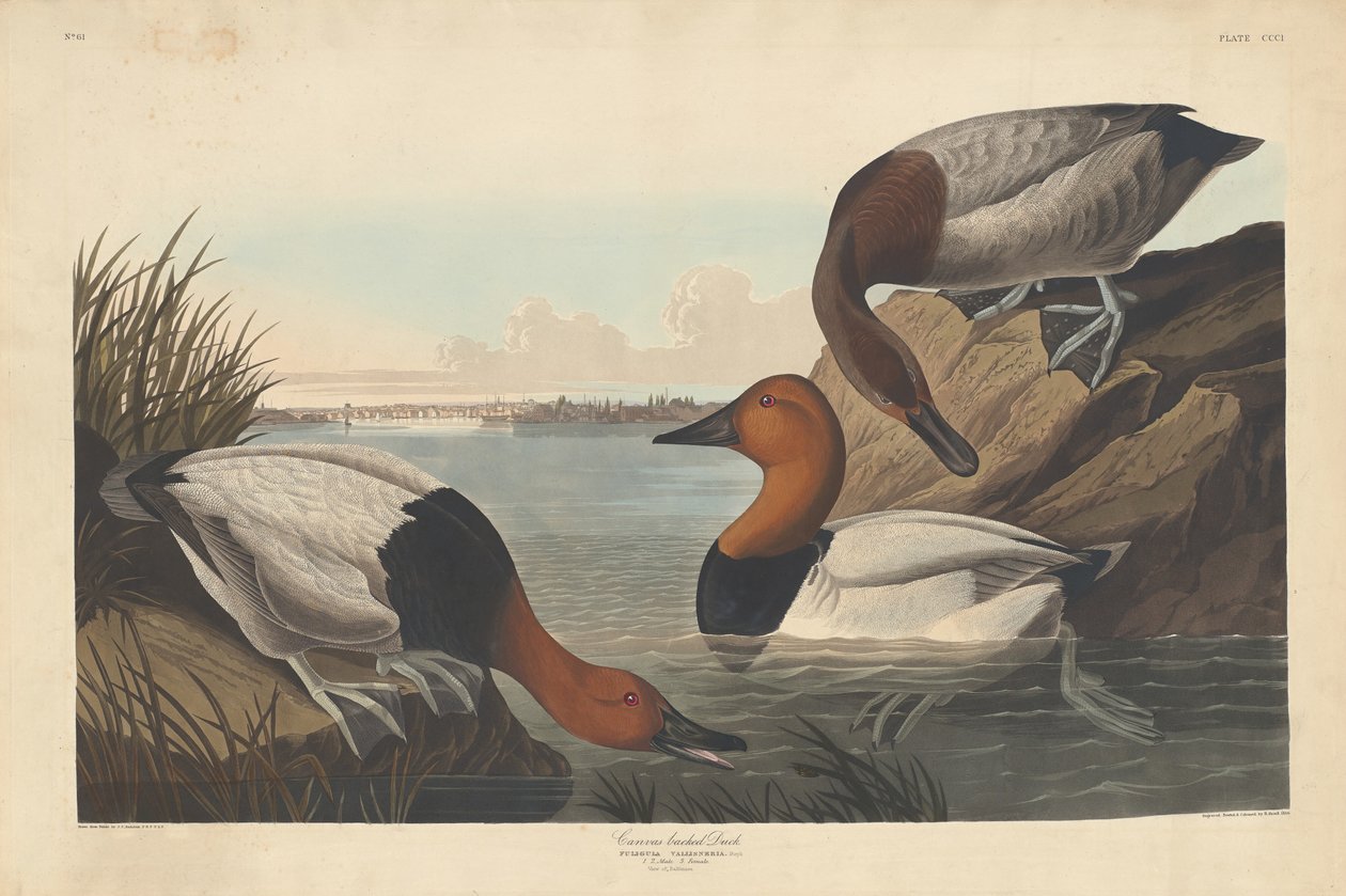 Canvasrug Eend door Robert Havell after John James Audubon
