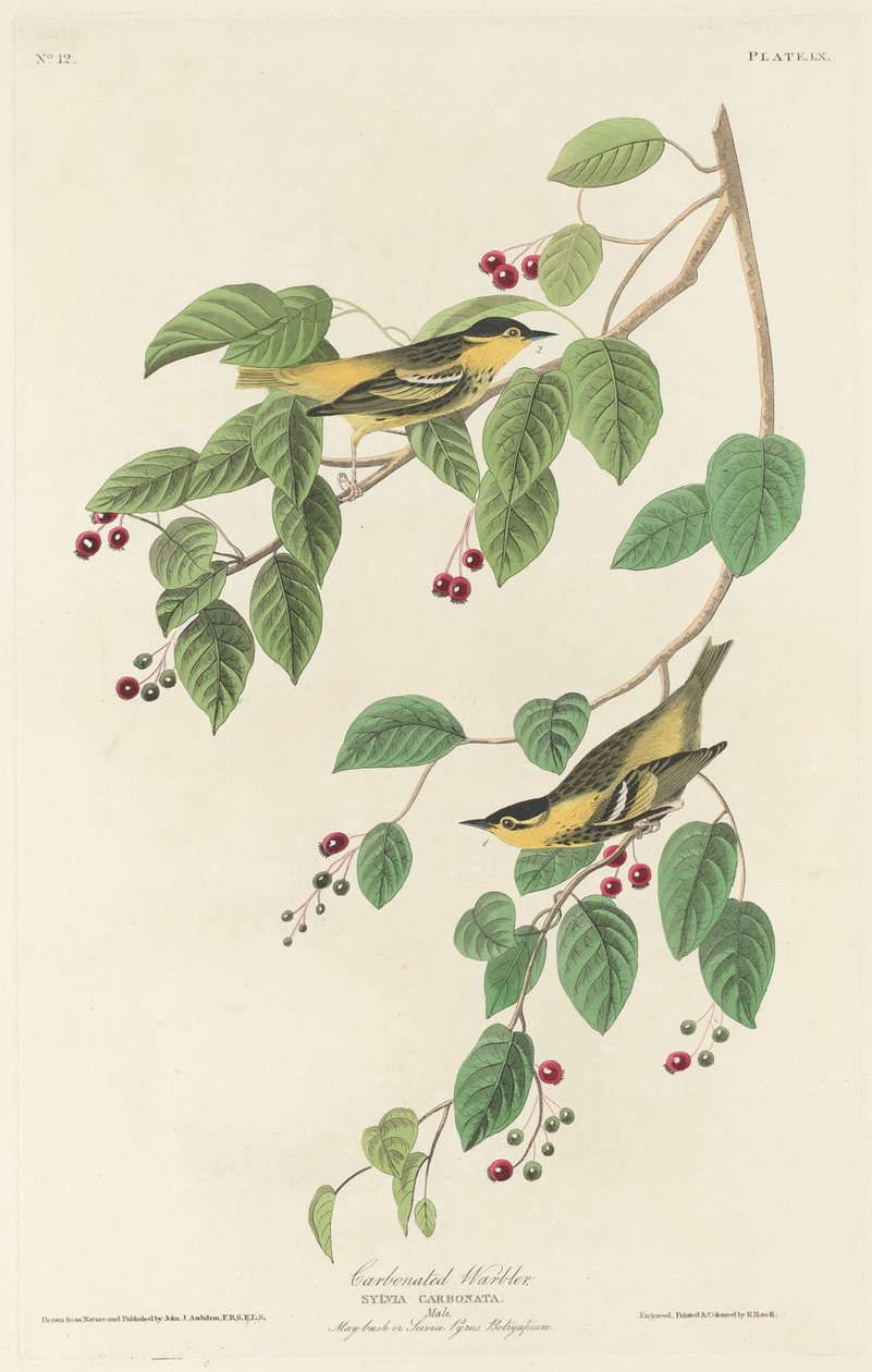 Koolzuurhoudende Zanger door Robert Havell after John James Audubon