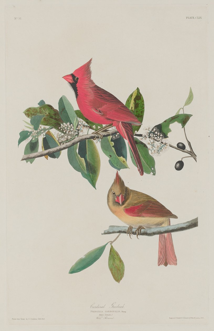 Kardinaal Grosbeak door Robert Havell after John James Audubon