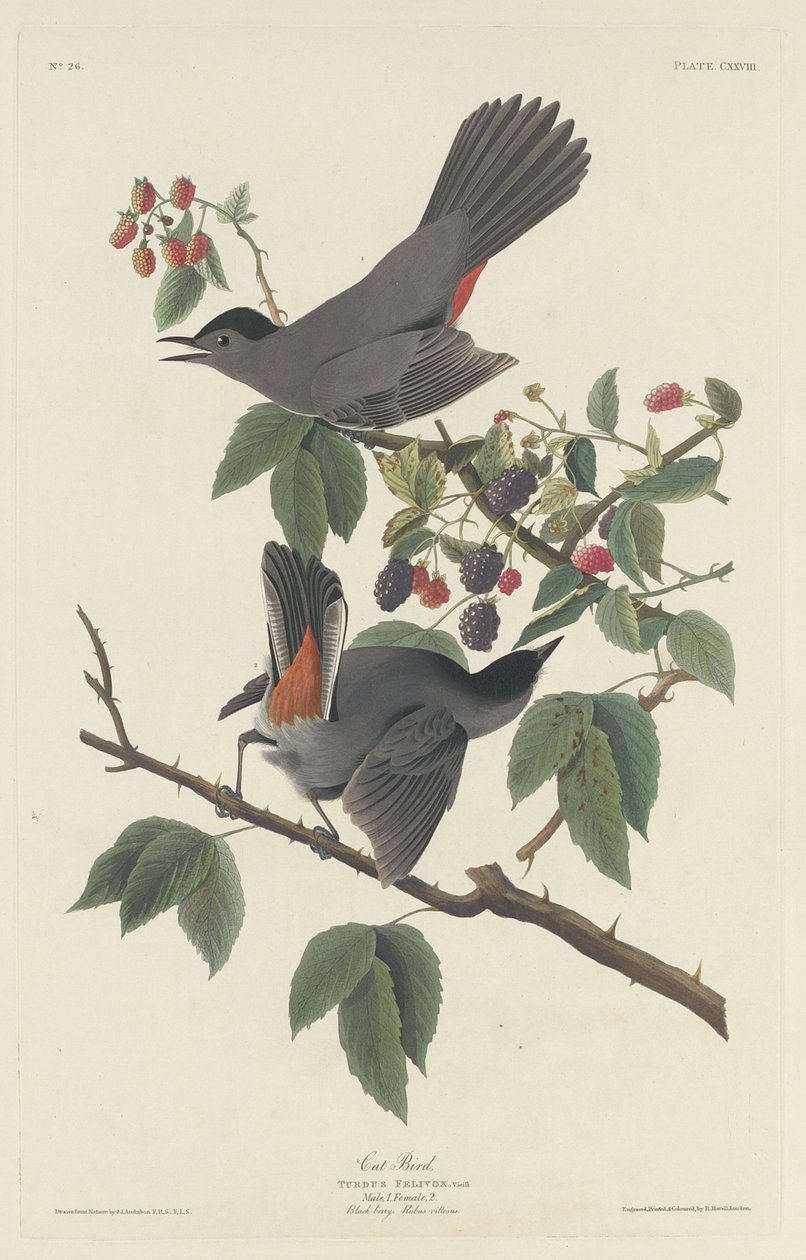 Katvogel door Robert Havell after John James Audubon