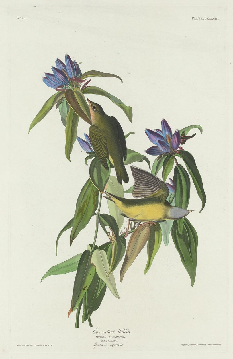 Connecticut Zanger door Robert Havell after John James Audubon