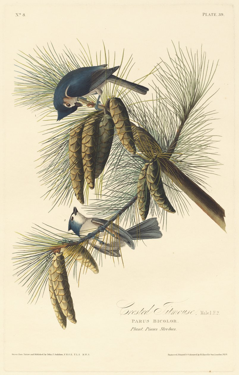 Kuifmees door Robert Havell after John James Audubon