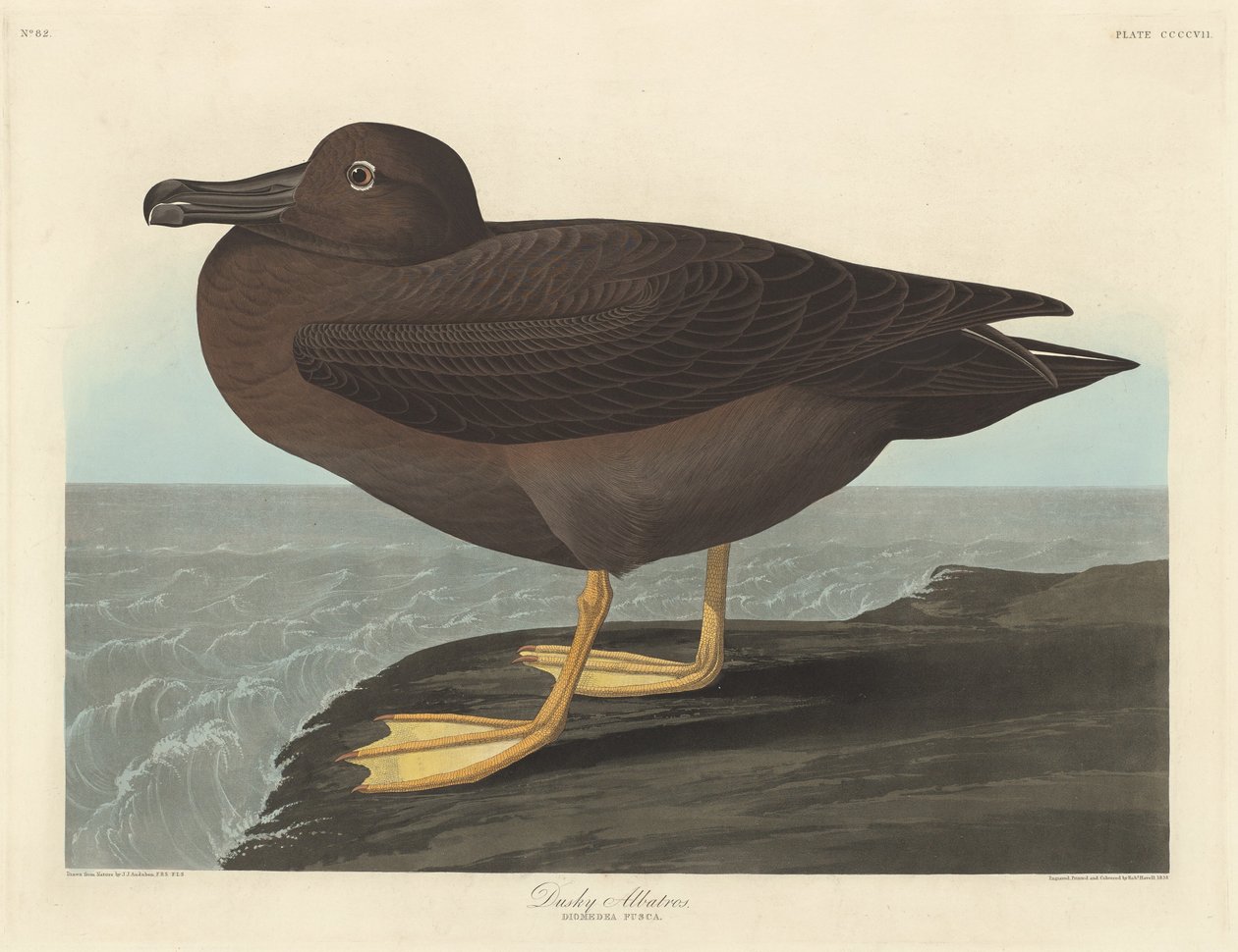 Donkere albatros door Robert Havell after John James Audubon