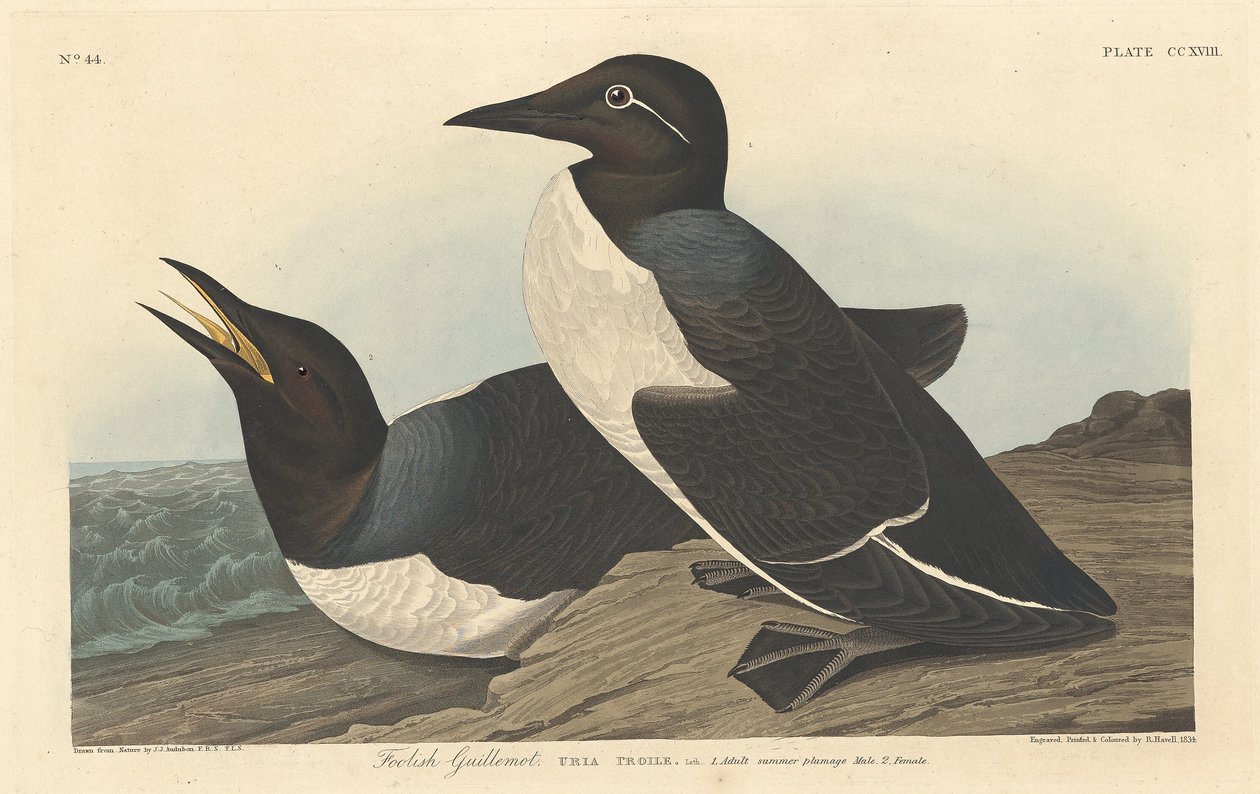 Dwaze zeekoet door Robert Havell after John James Audubon
