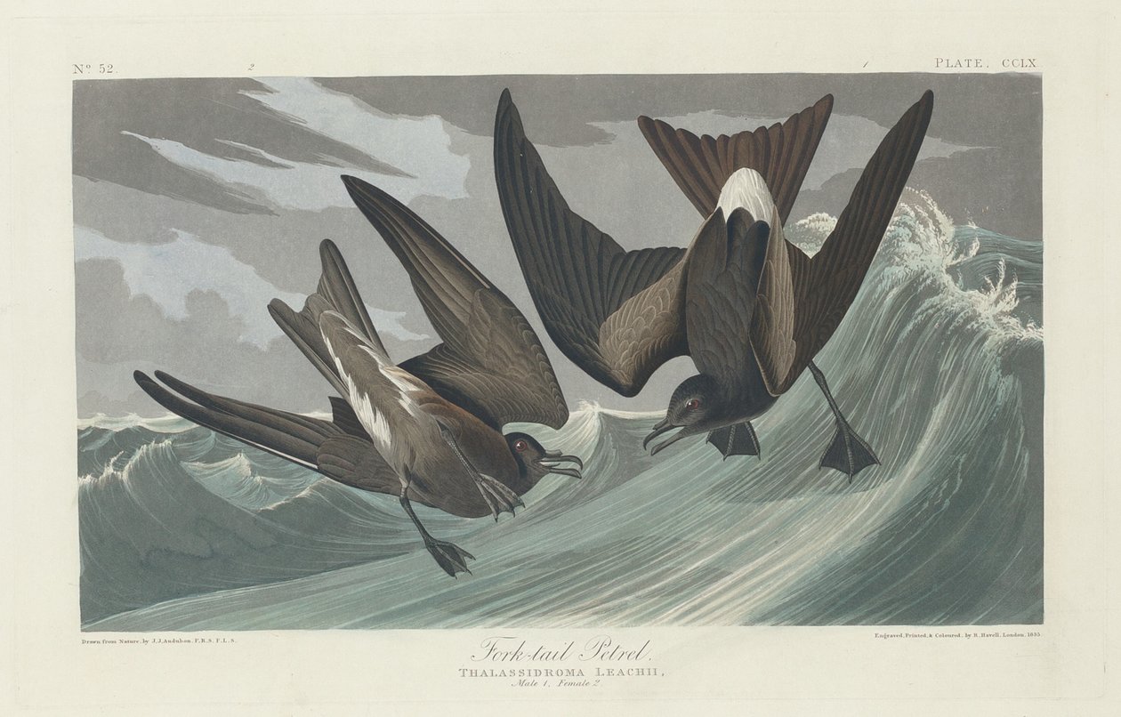Vorkstaartstormvogel door Robert Havell after John James Audubon