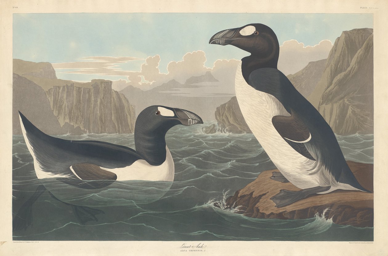 Grote Alk door Robert Havell after John James Audubon