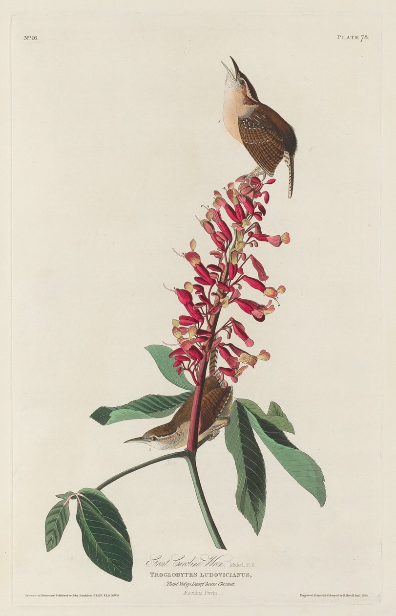 Grote Carolina Winterkoning door Robert Havell after John James Audubon