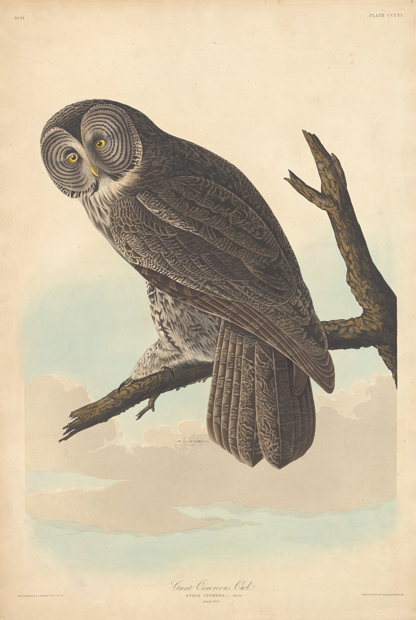 Grote asgrauwe uil door Robert Havell after John James Audubon