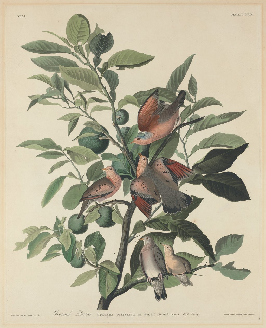 Grondduif door Robert Havell after John James Audubon
