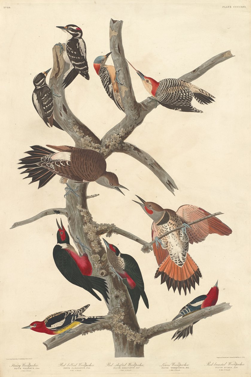 Harige specht door Robert Havell after John James Audubon