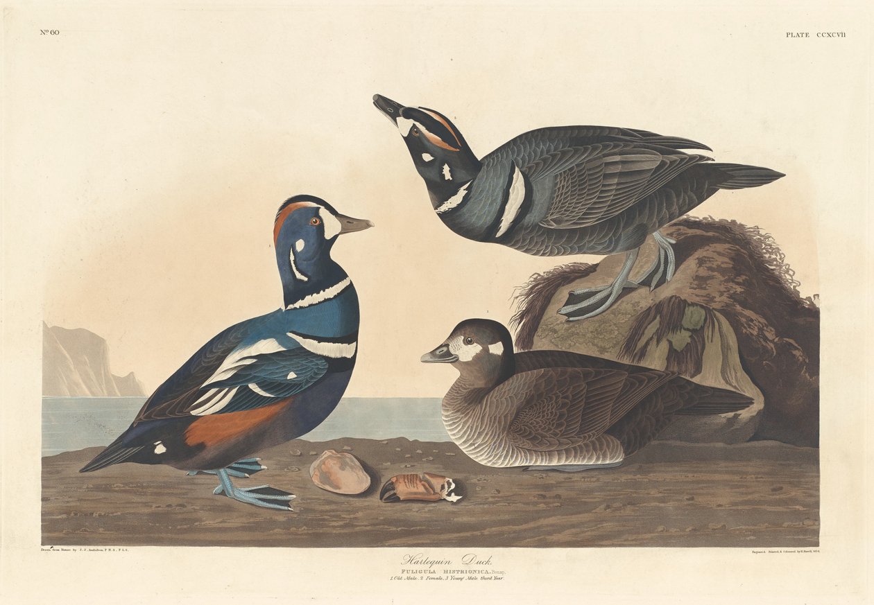 Harlekijneend door Robert Havell after John James Audubon
