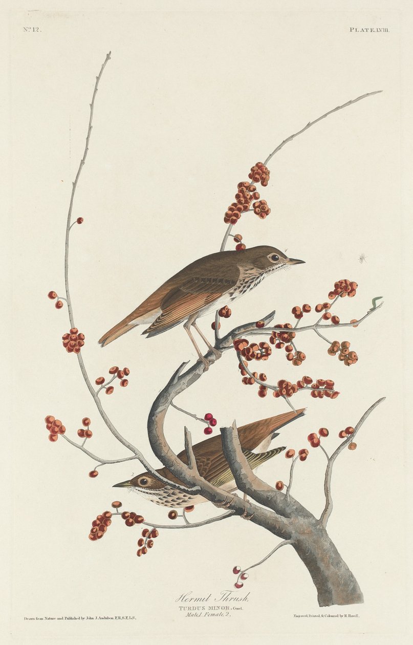 Hermitlijster door Robert Havell after John James Audubon