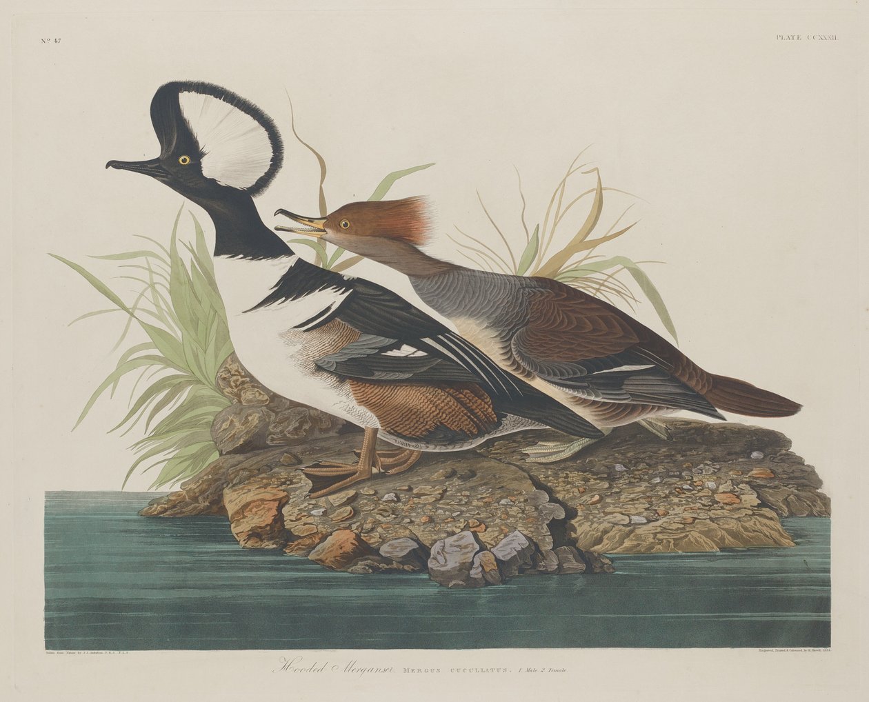 Kaphoofd Merganser door Robert Havell after John James Audubon