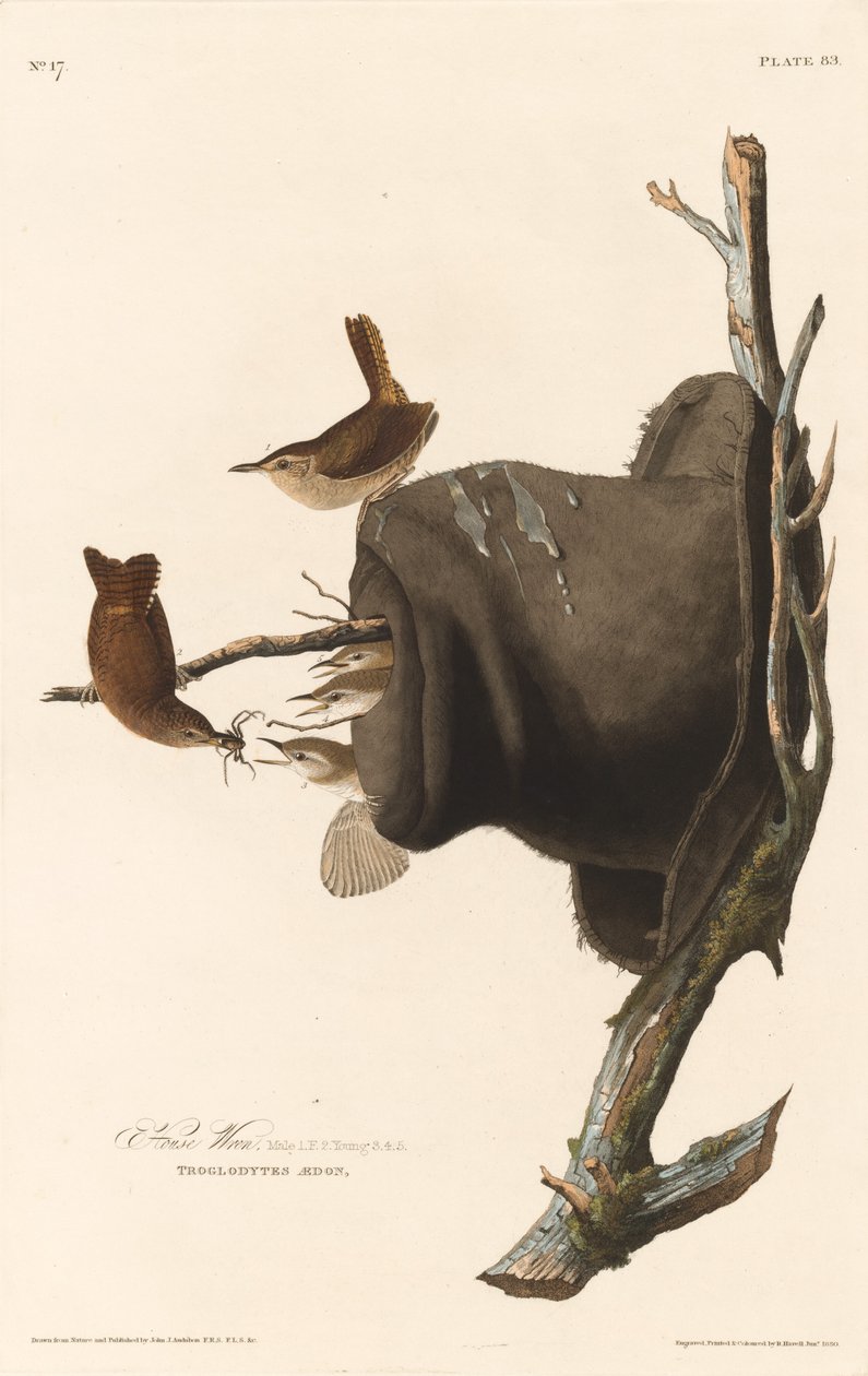 Huiswinterkoning door Robert Havell after John James Audubon