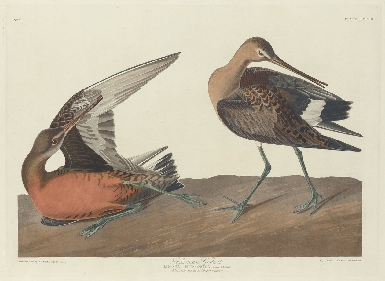 Hudsoniaanse grutto door Robert Havell after John James Audubon