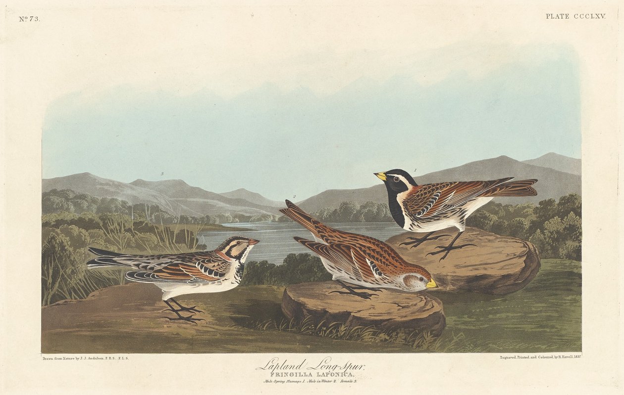 Laplandgors door Robert Havell after John James Audubon