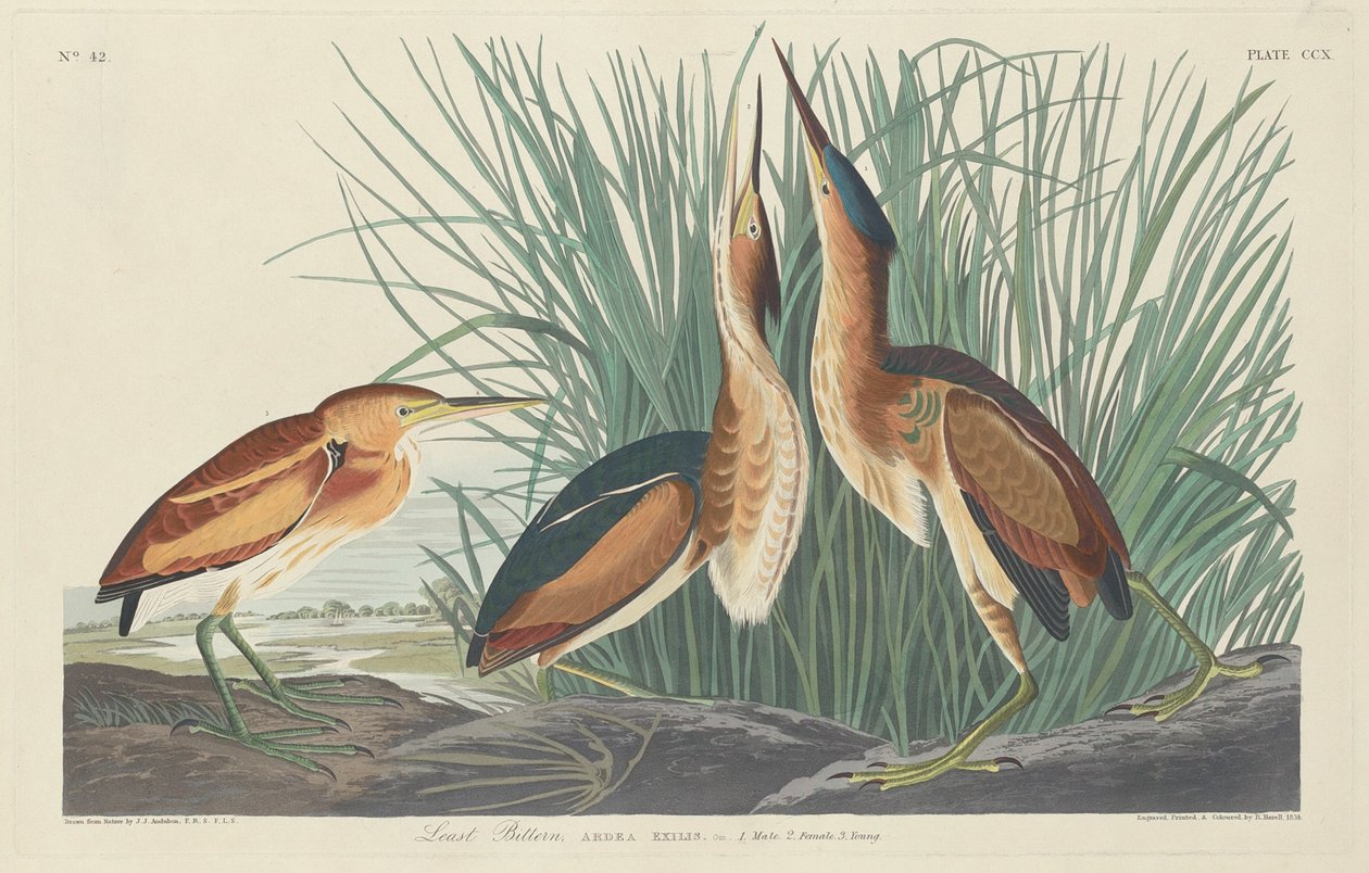 Kleine roerdomp door Robert Havell after John James Audubon