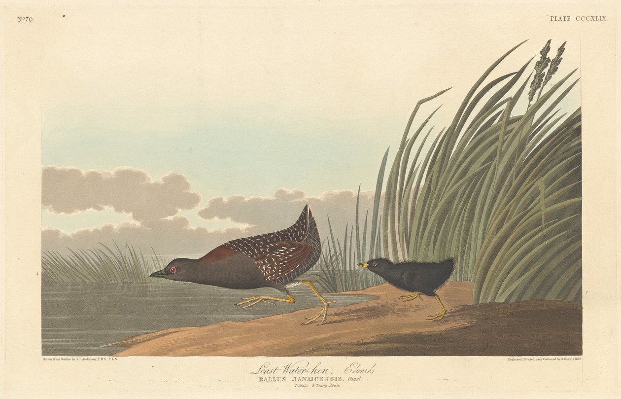 Kleine Waterhoen door Robert Havell after John James Audubon
