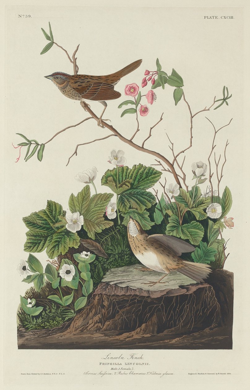 Lincoln Finch door Robert Havell after John James Audubon