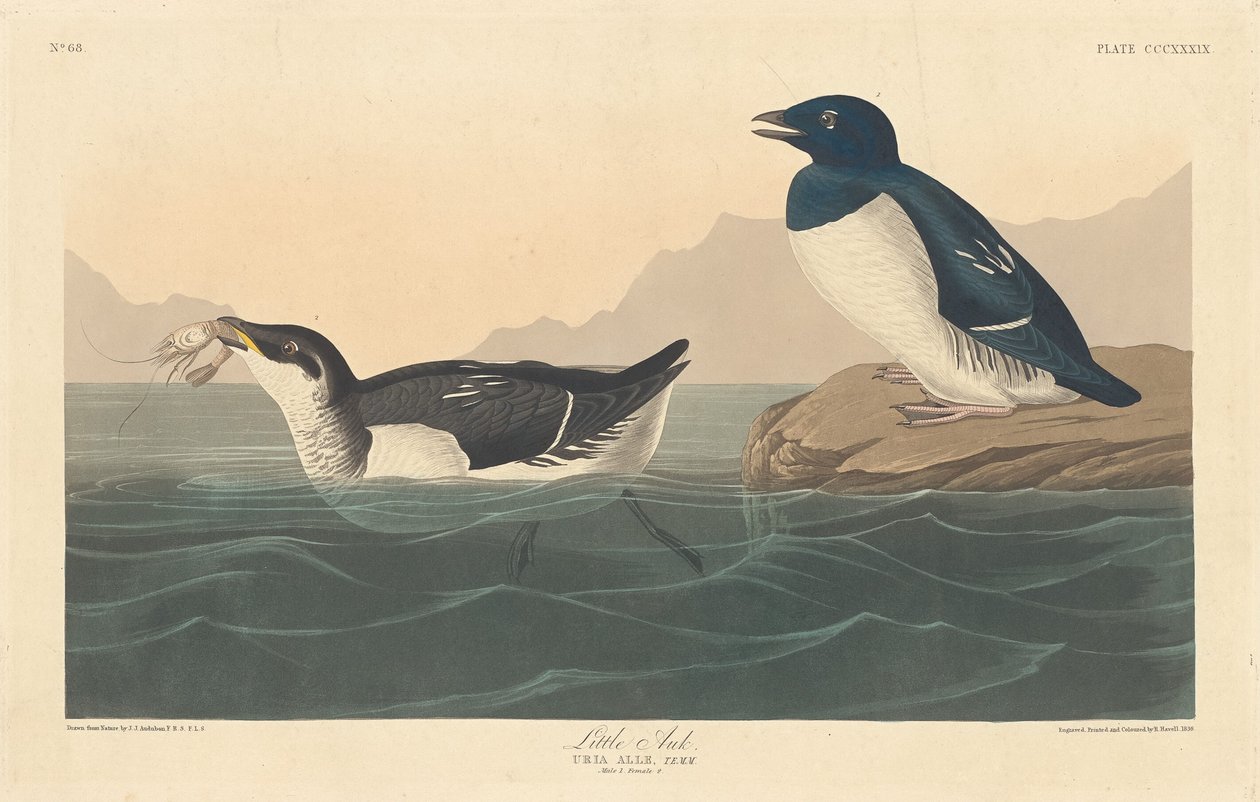 Kleine Alk door Robert Havell after John James Audubon