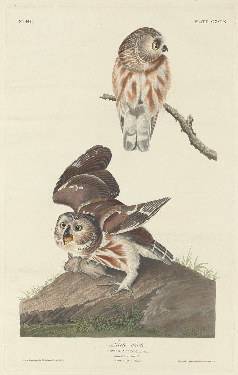 Kleine Uil door Robert Havell after John James Audubon