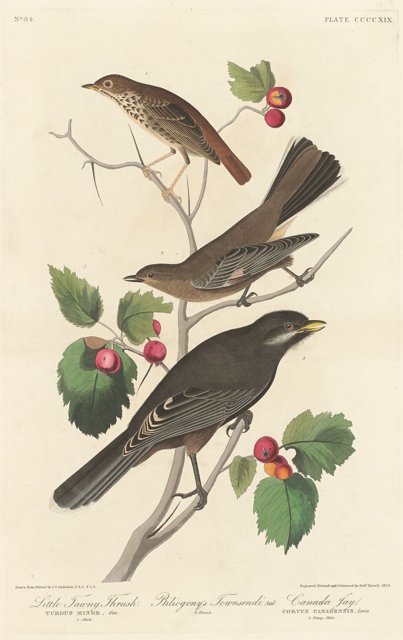 Kleine Bruine Lijster door Robert Havell after John James Audubon