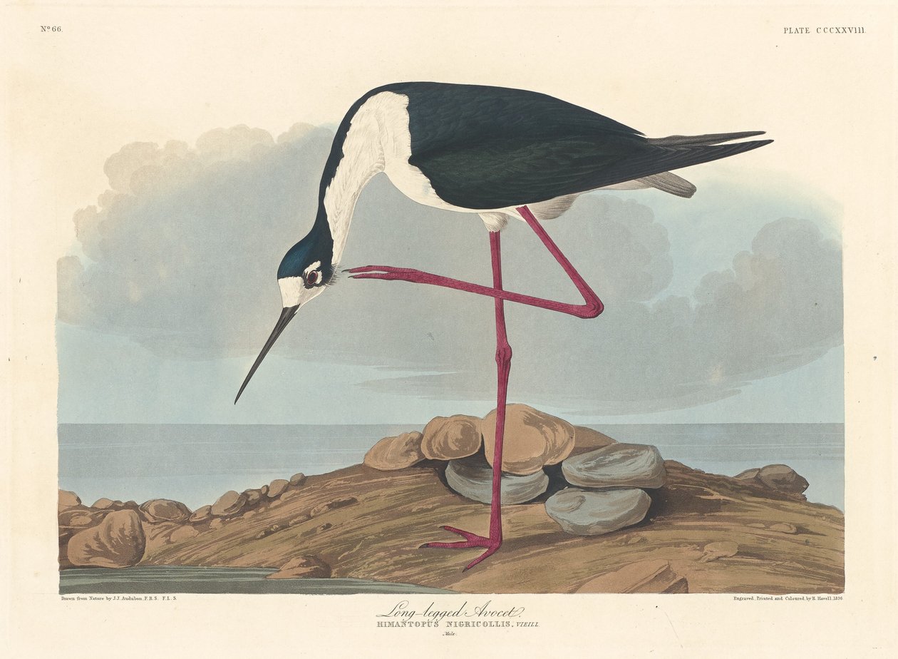 Steltkluut door Robert Havell after John James Audubon