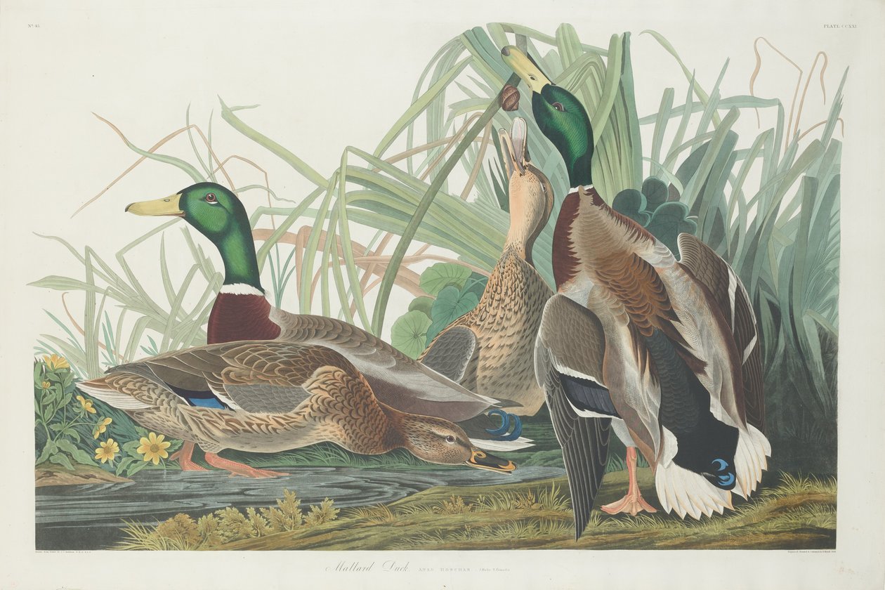 Wilde eend door Robert Havell after John James Audubon