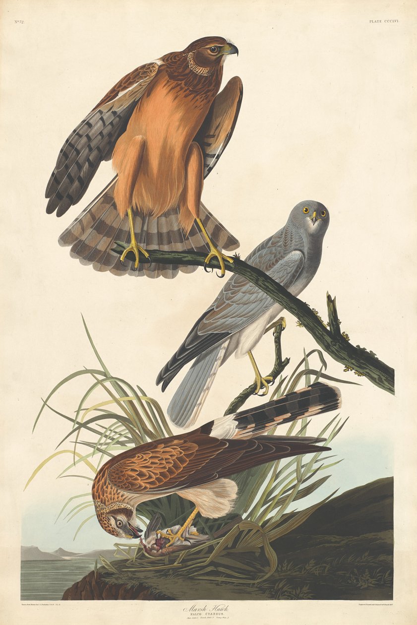 Moerasvalk door Robert Havell after John James Audubon