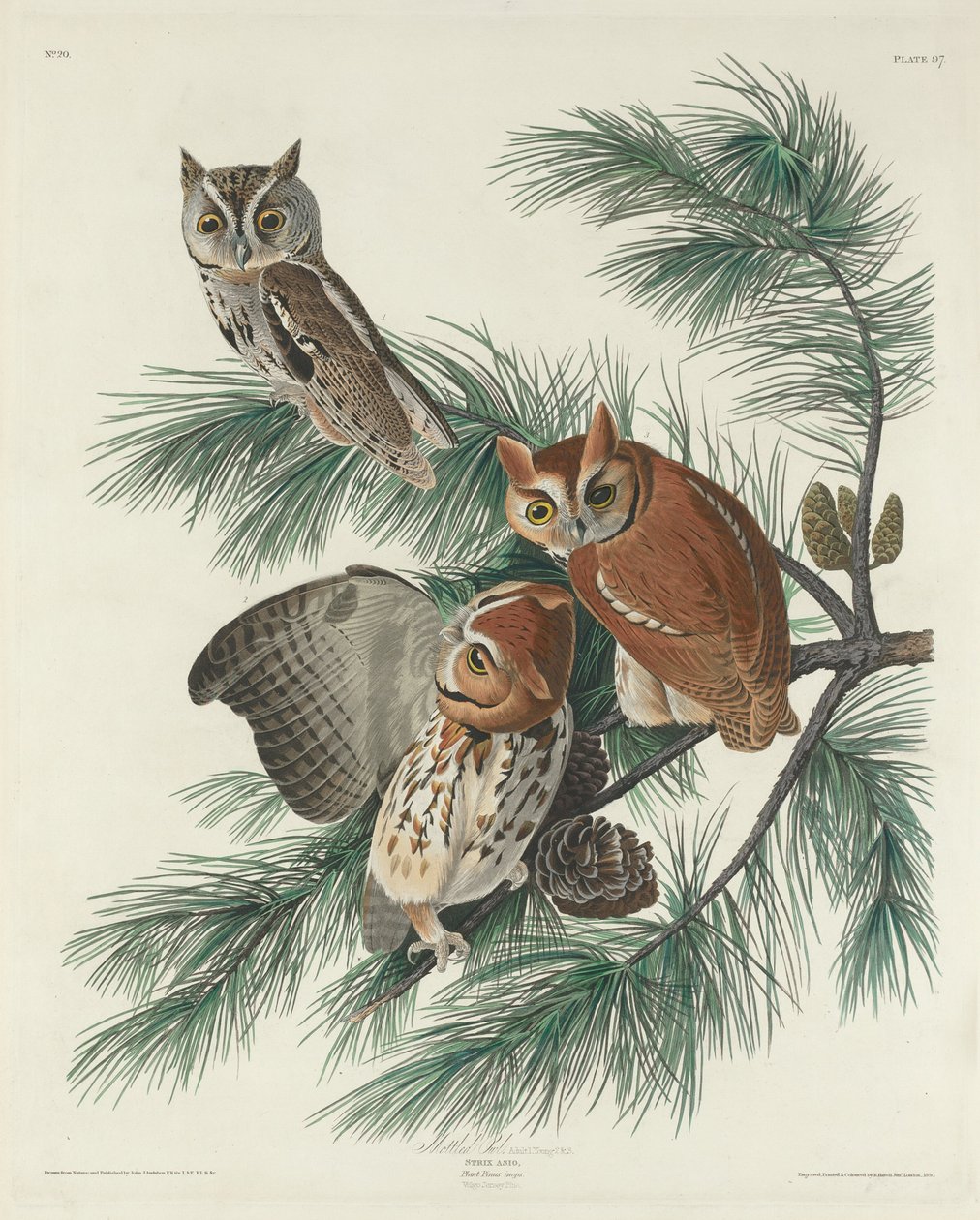 Gevlekte Uil door Robert Havell after John James Audubon