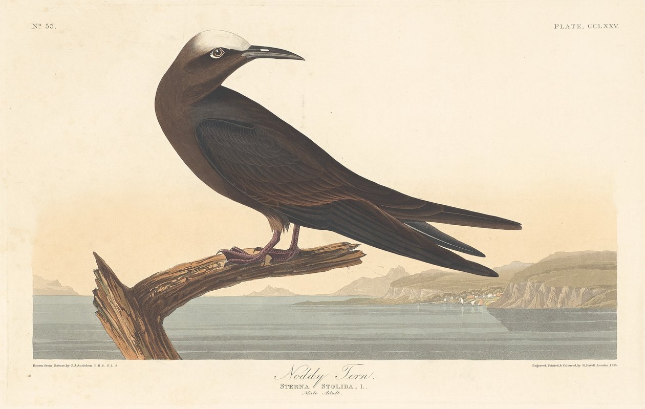 Noddy Stern door Robert Havell after John James Audubon