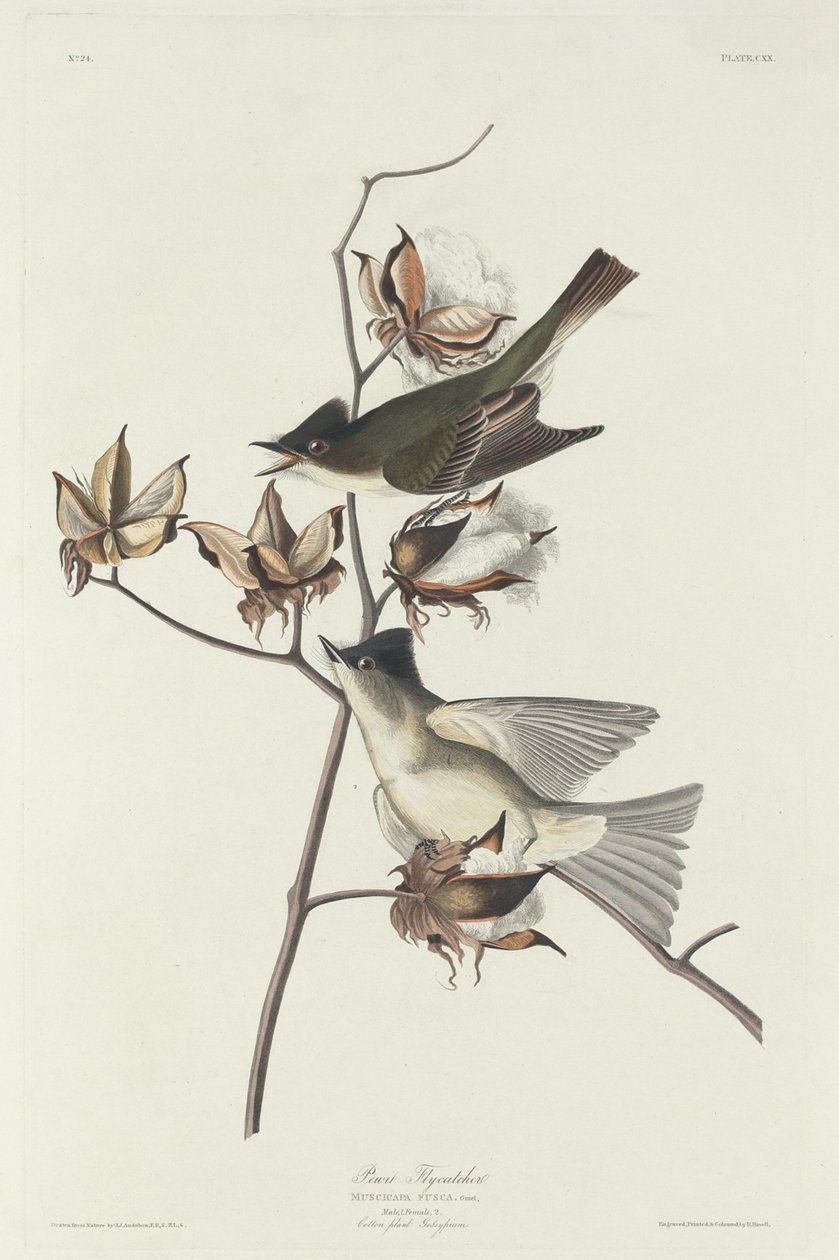 Pewit Vliegenvanger door Robert Havell after John James Audubon