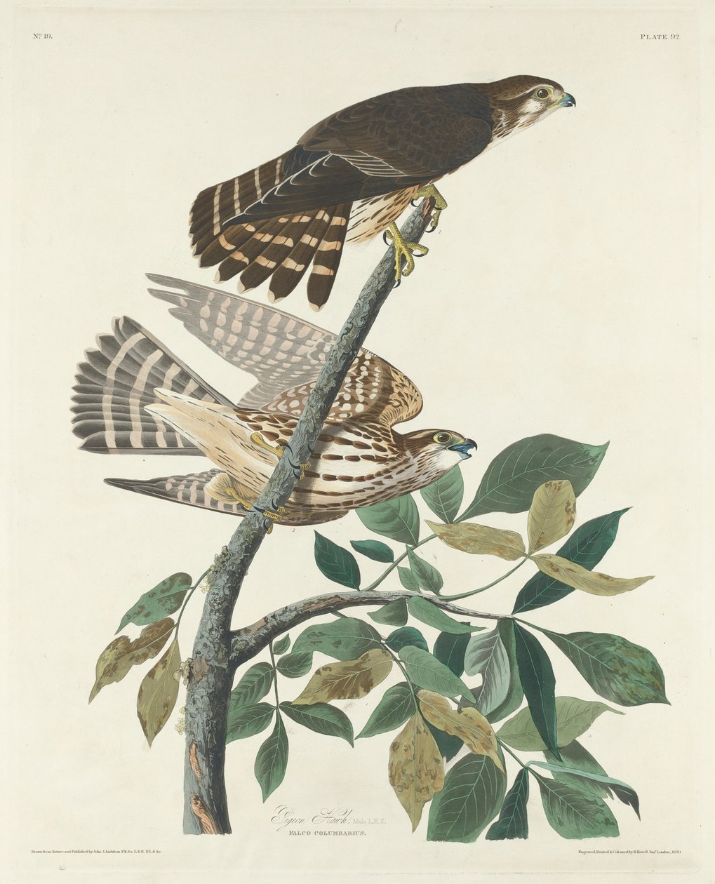 Duifvalk door Robert Havell after John James Audubon