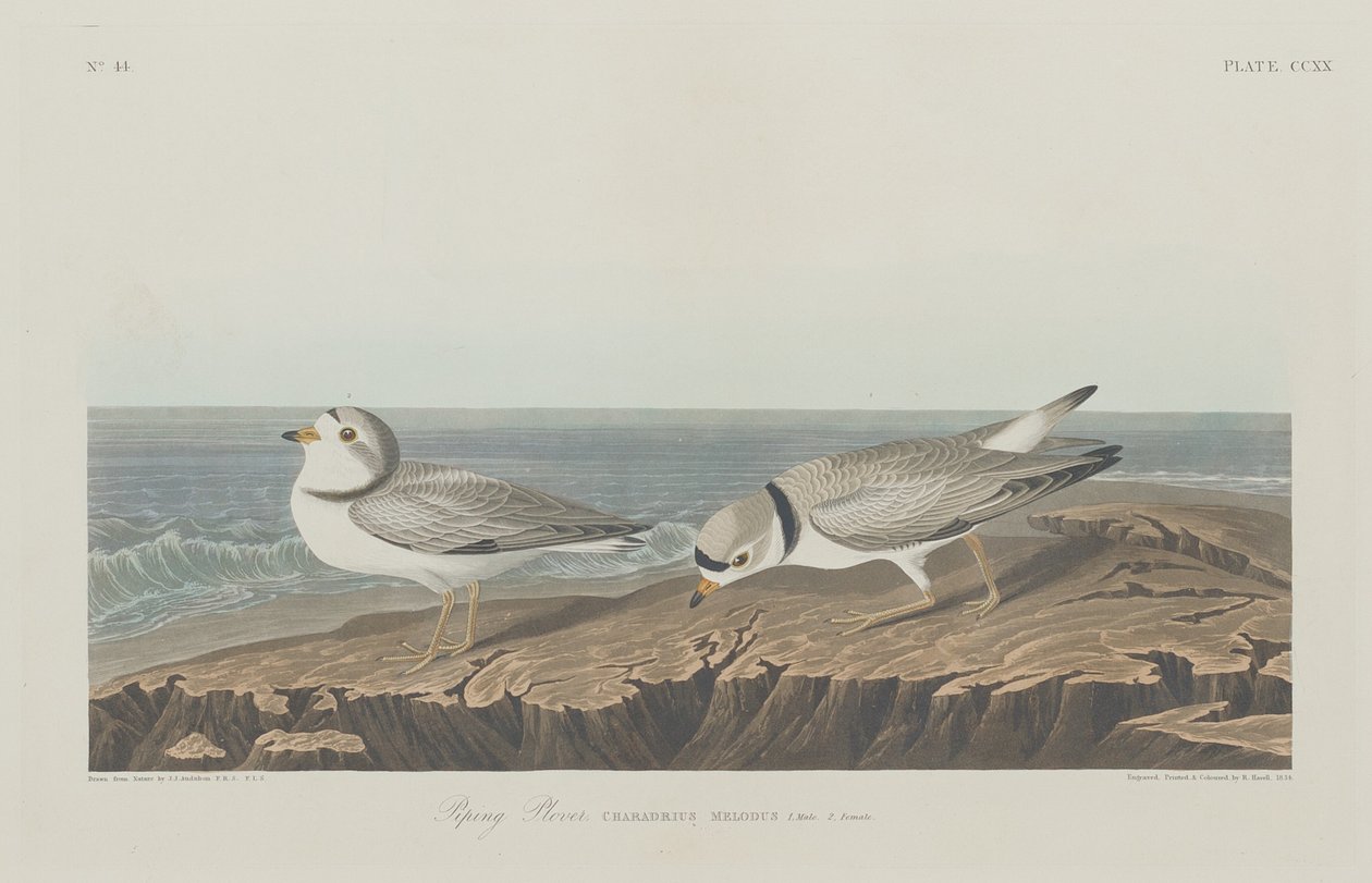 Plevier door Robert Havell after John James Audubon