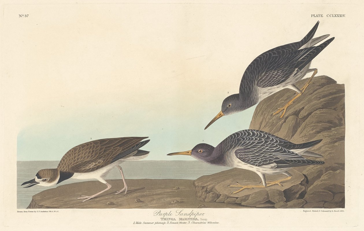 Paarse strandloper door Robert Havell after John James Audubon