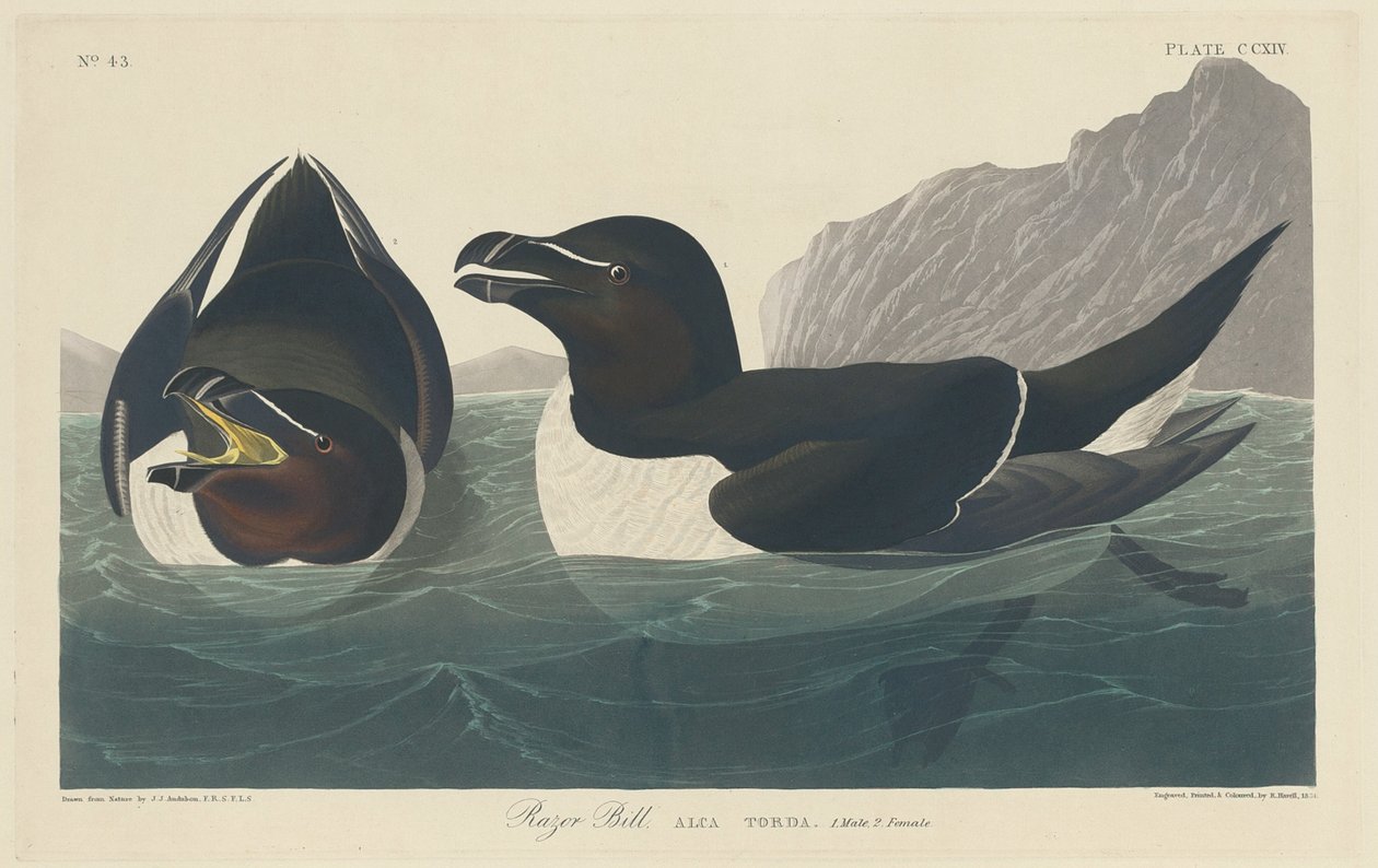 Alk door Robert Havell after John James Audubon